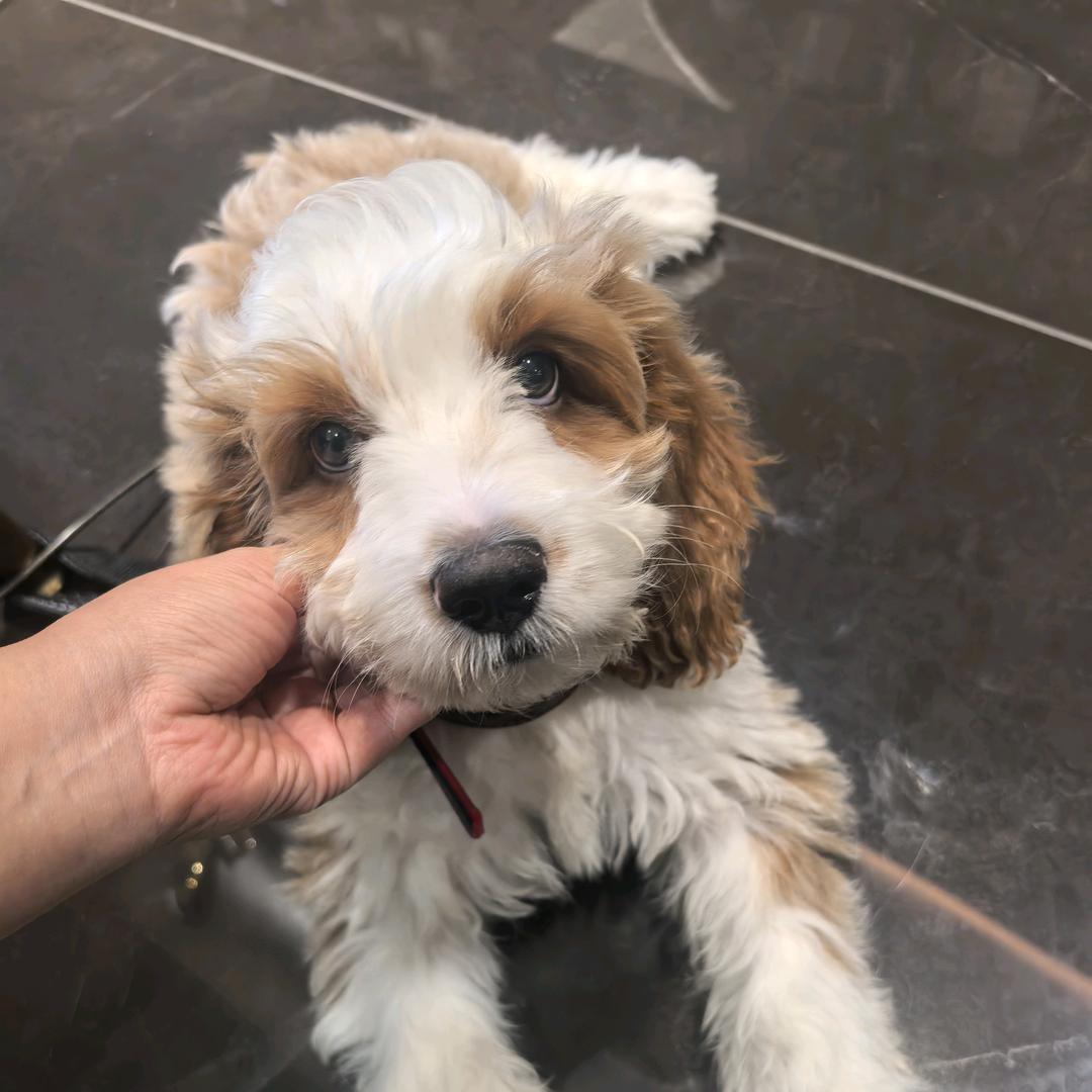 唐山富贵犬舍（买🐶私聊）