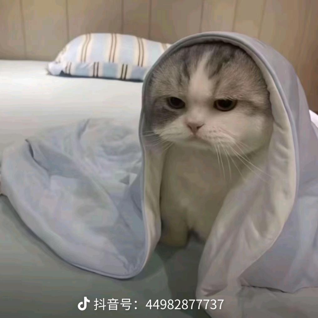 卿似风