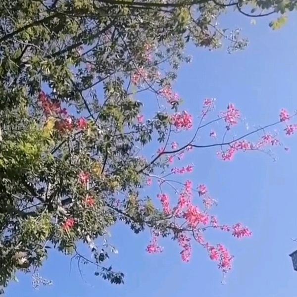 枝繁叶茂