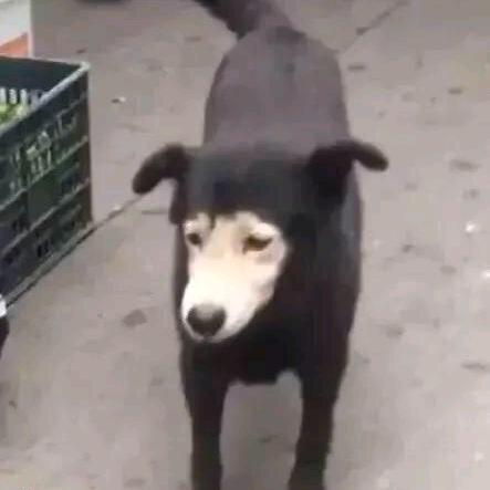 糊弄人生