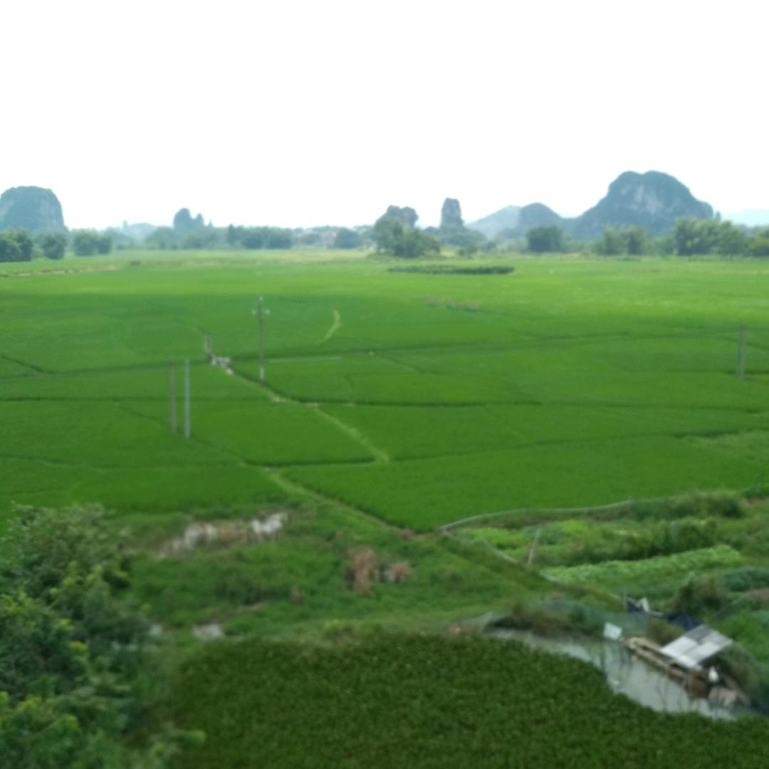 鱼