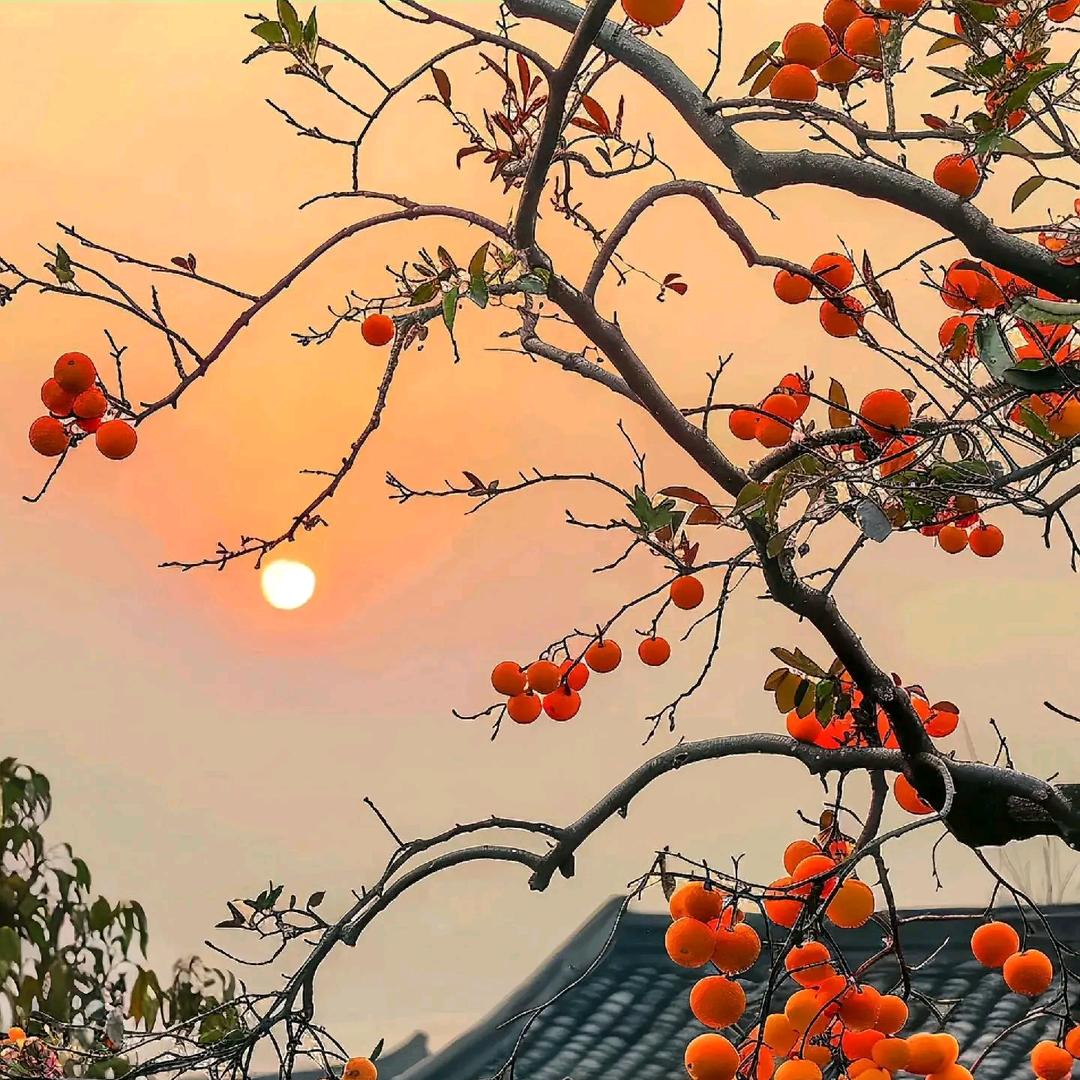 徐徐晚风轻行舟