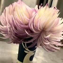 阳光玫瑰🌹🌹