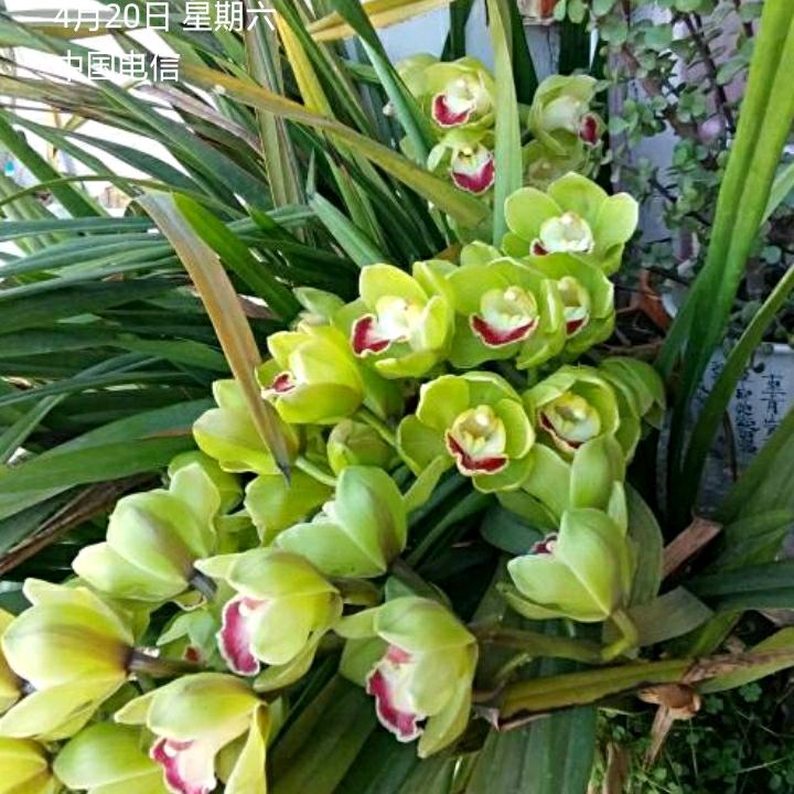 菊菊云南省楚雄大姚县金碧