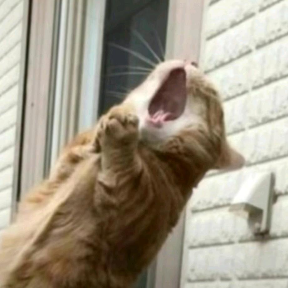 厂区门口大喊我要追老板女儿（拒绝版）