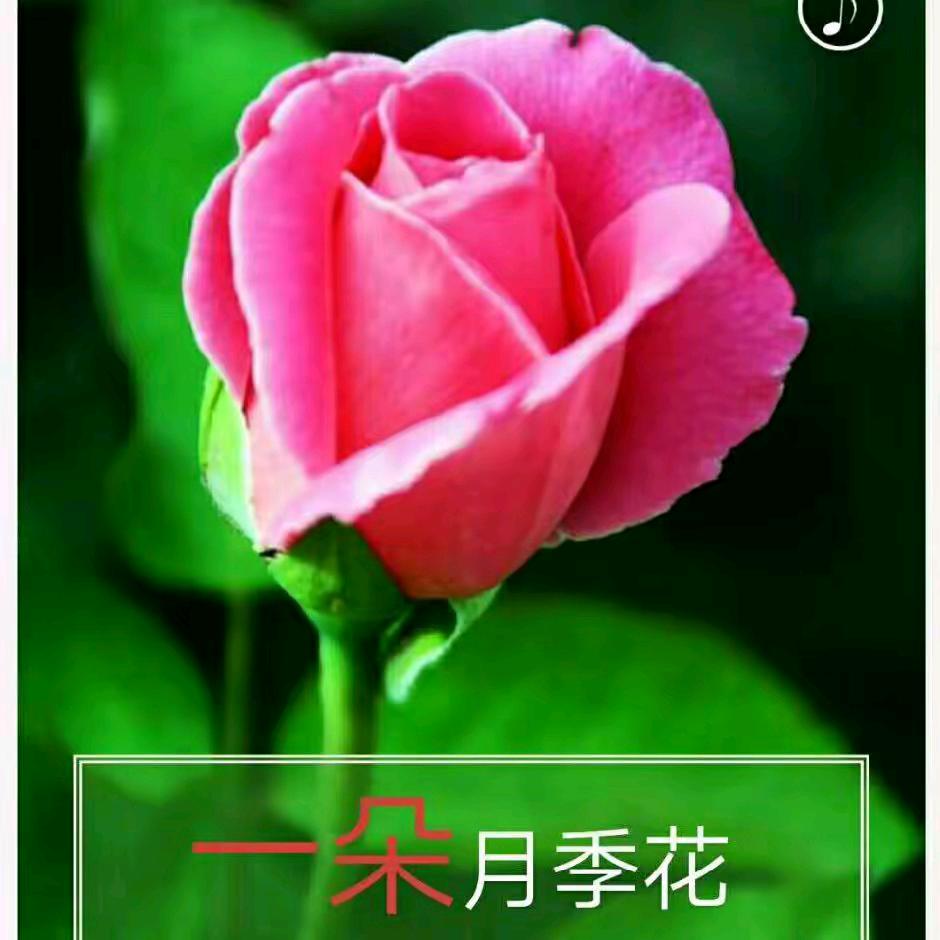 心想事成🌷🌷❤️