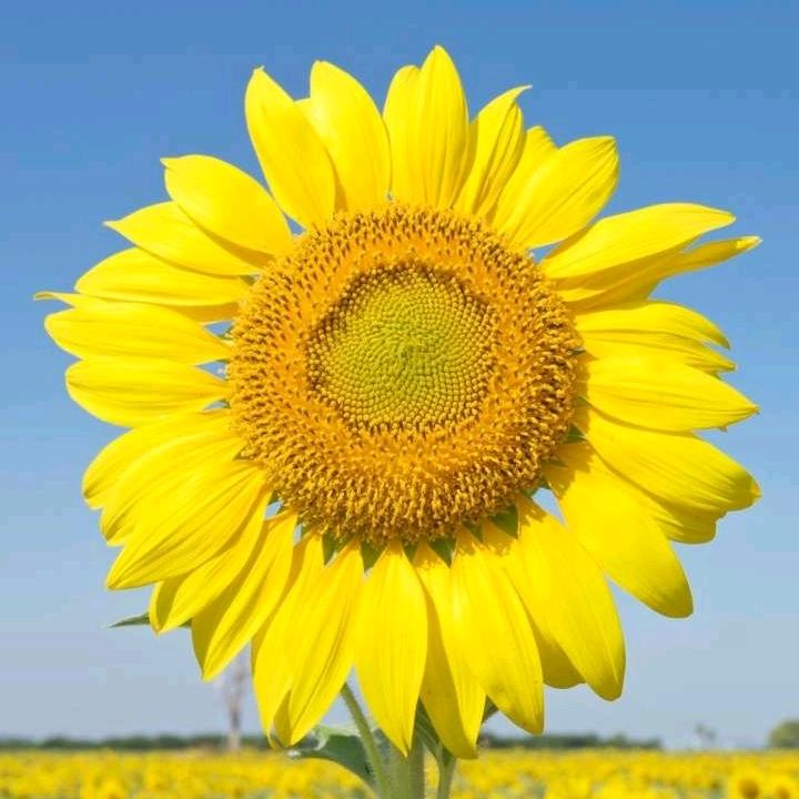 用户5556408029483姐