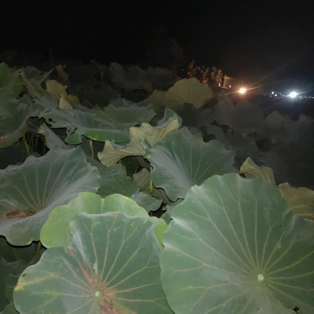 小绵羊