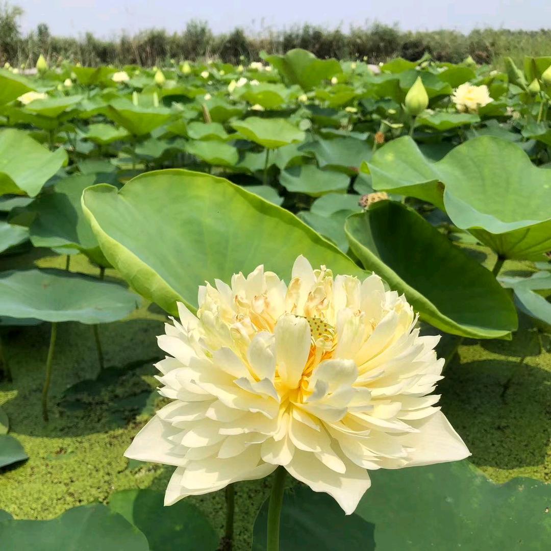 白洋淀雄安荷花