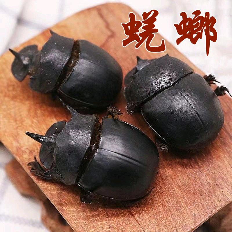 户外饵料研究员屎壳郎诱捕教学