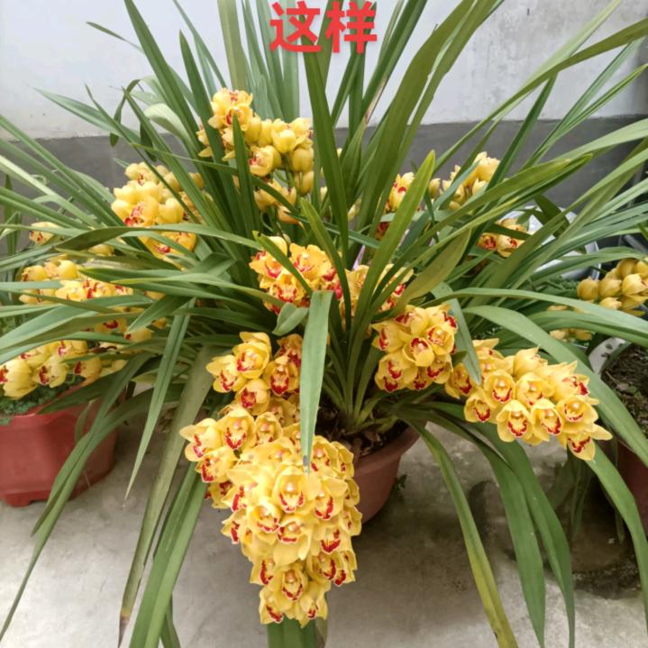 幸福美满🌻🌻