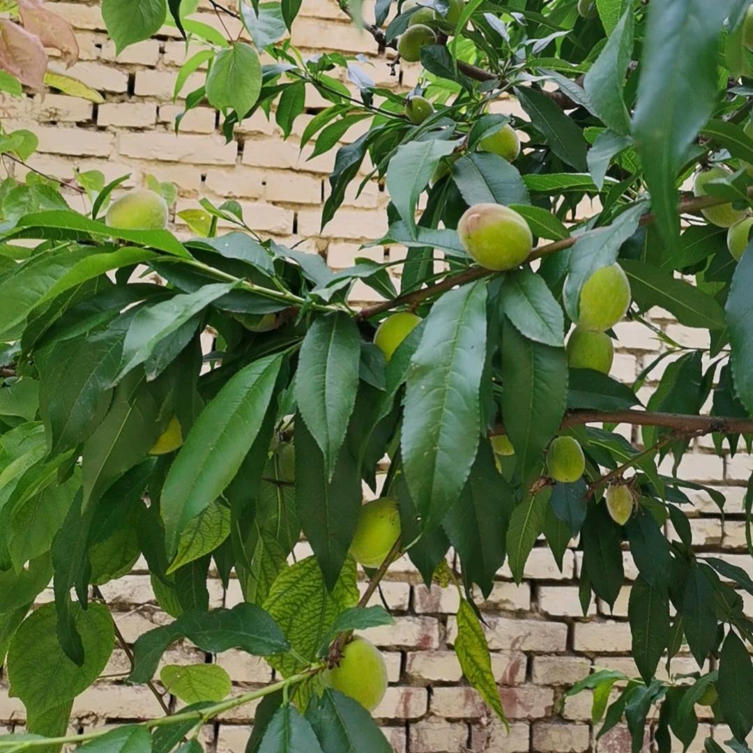 莎僧混沌说