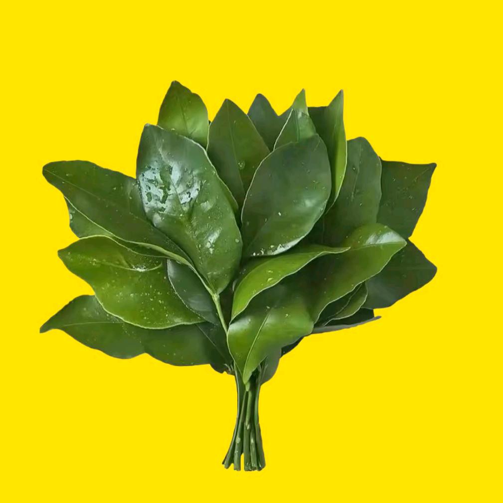 无名岛的鱼