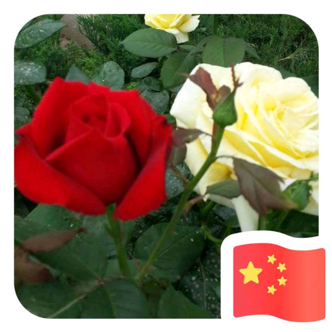 ☄ฺ(◣д◢)☄ฺ无怨无悔