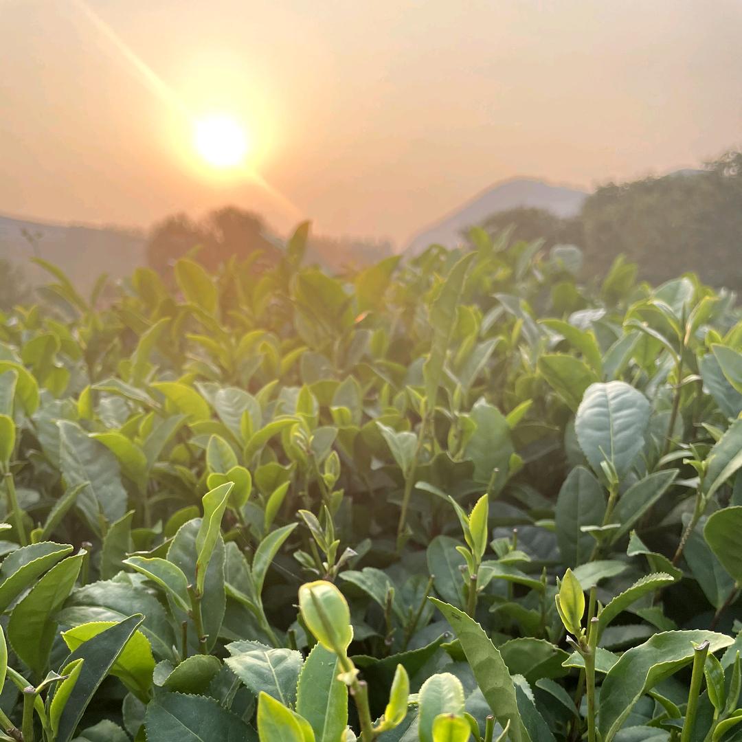 日照绿茶-语恬