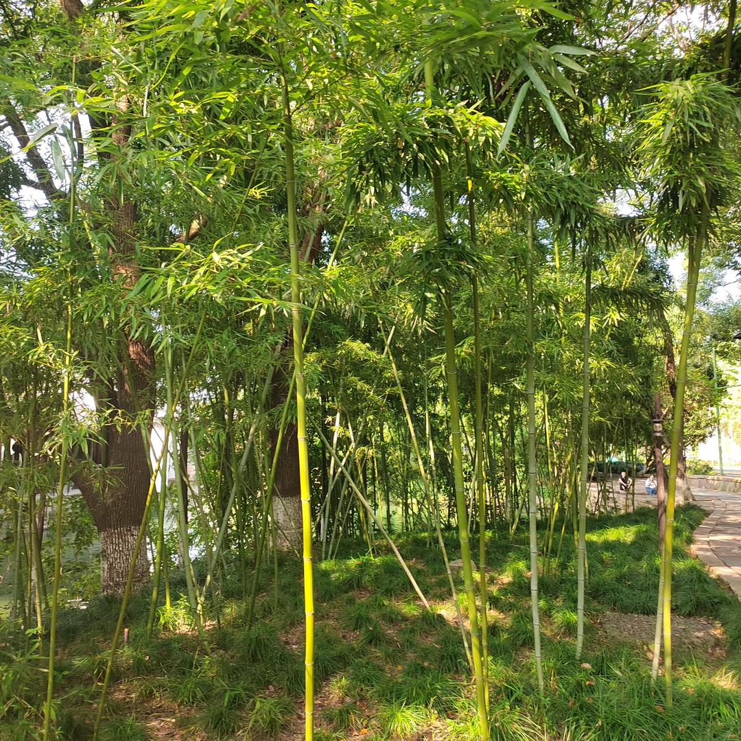 龙行天下