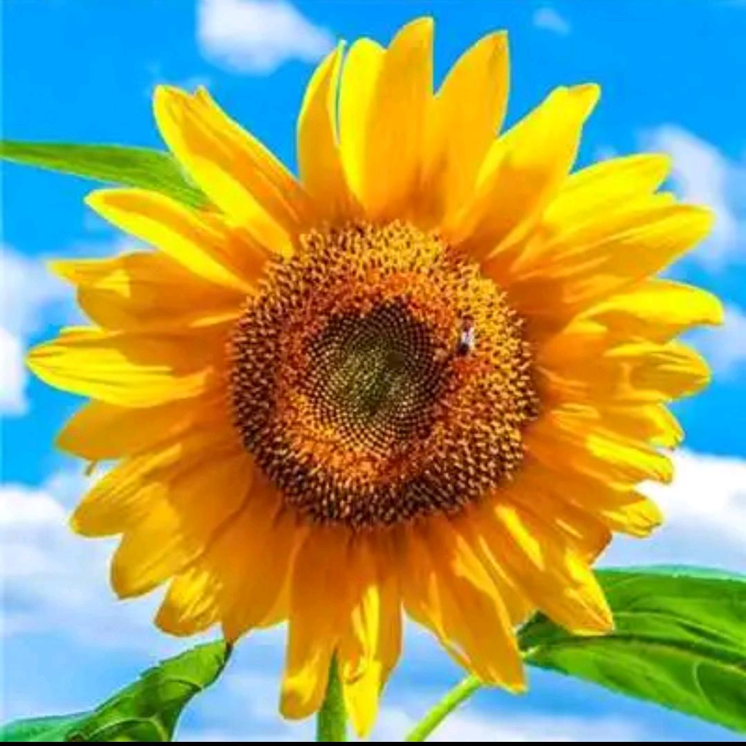 小姐姐(❁´◡`❁)*✲ﾟ*