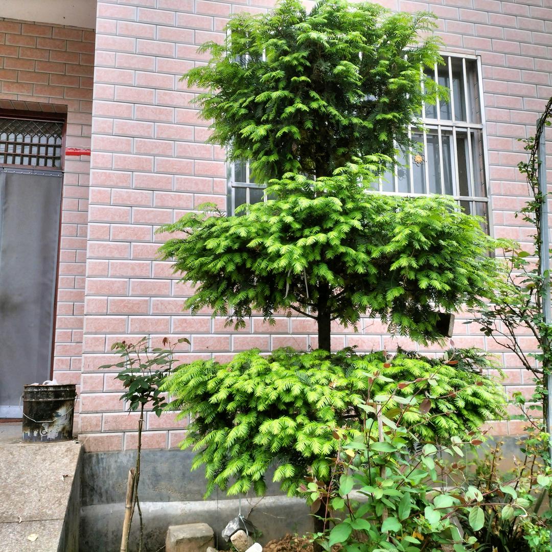 我是单身有志气的男人