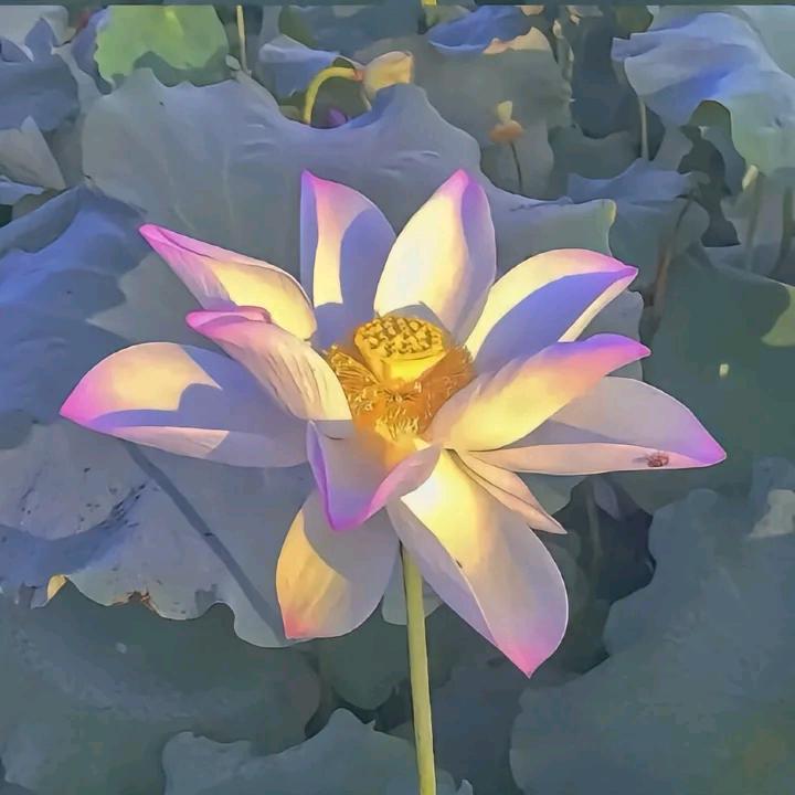晨曦，，