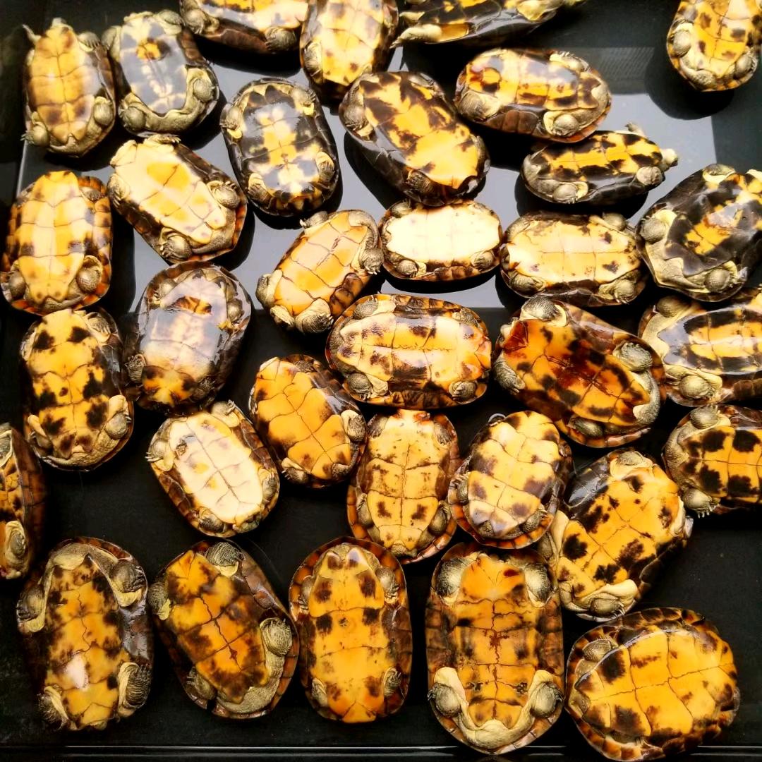 乌龟搬运工🐢润龙