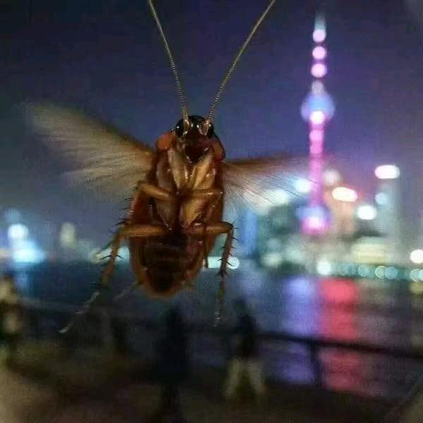 邓子今天躺平没