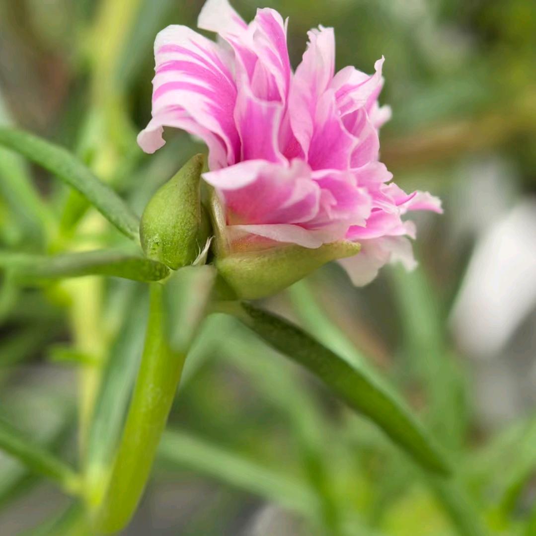普安西街欣宏仁手机通讯部