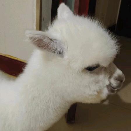 羊驼🦙小晴天