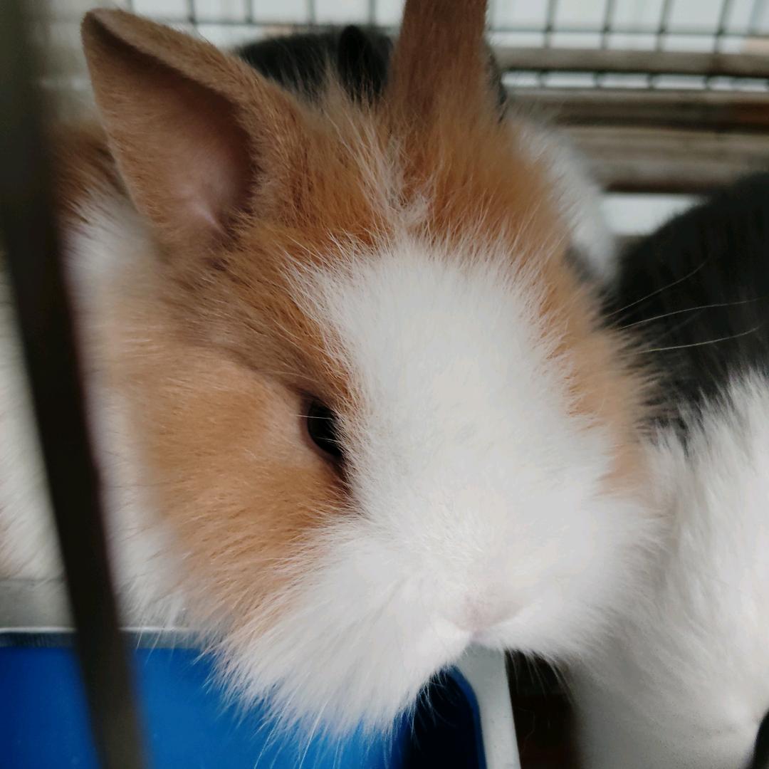 欣昕宠物兔