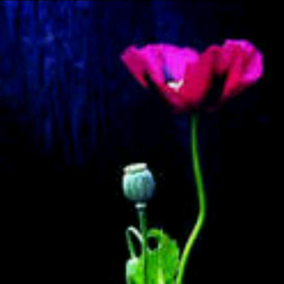 ゛半世流離唯獨看不清你っ