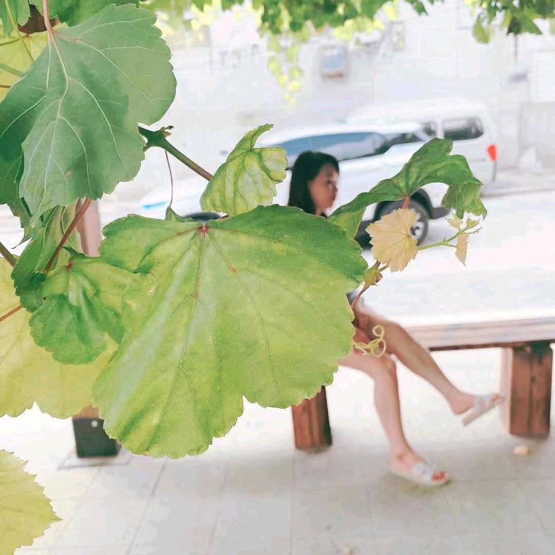 卖帘子的姐姐（批发门帘）