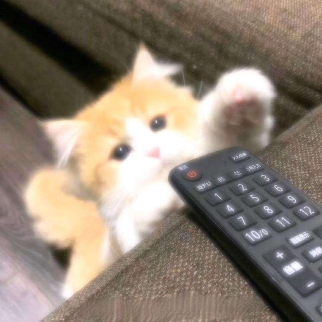 ฅ^•ﻌ•^ฅ
