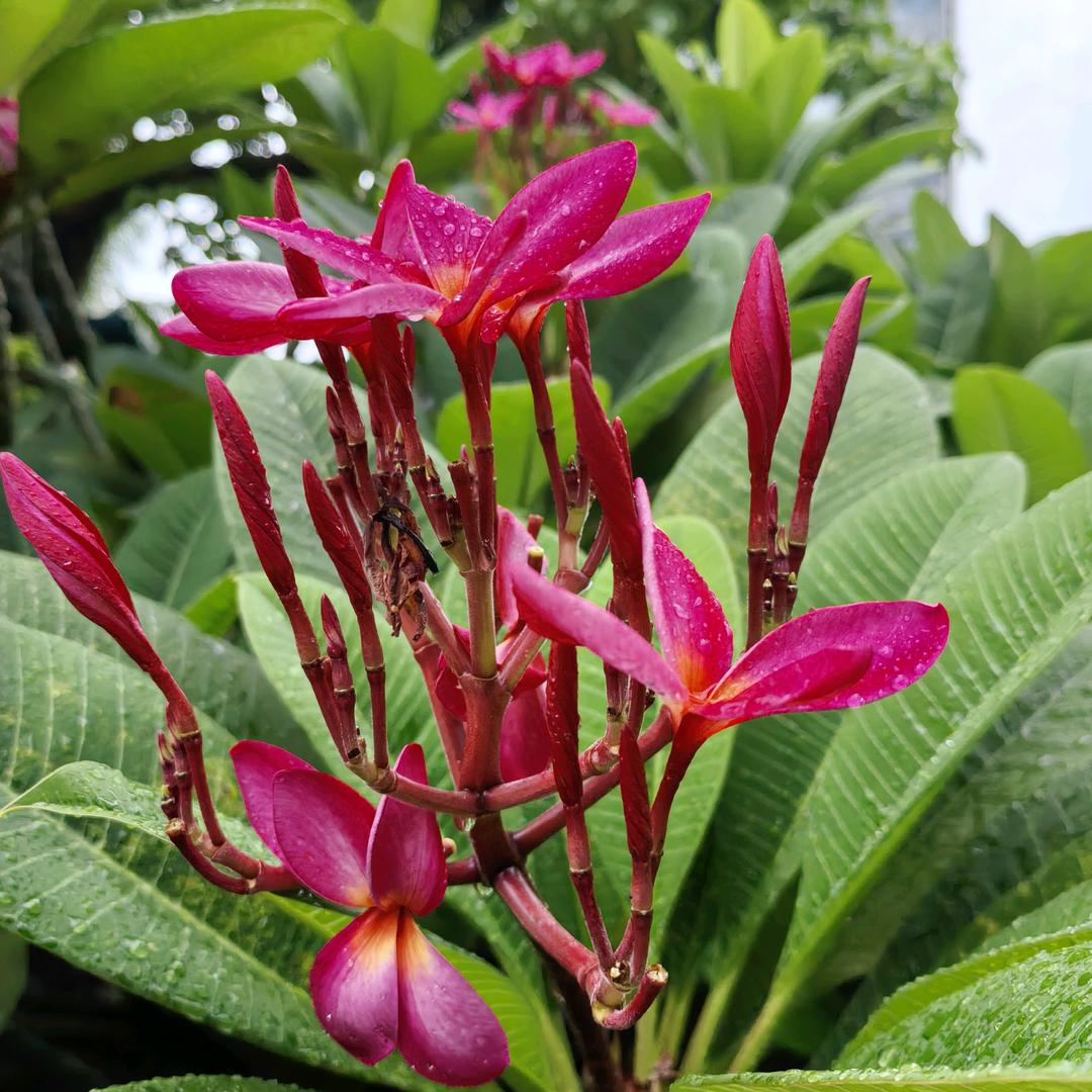 豪爵铃木(海口吾悦店)