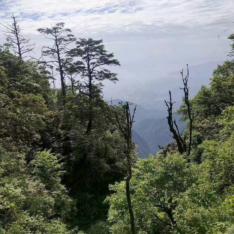 黎泳岑
