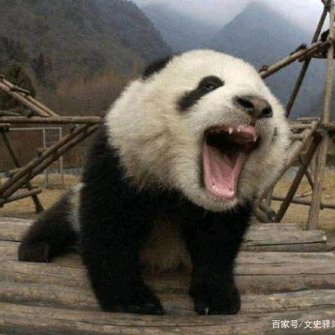 马踏东京头像