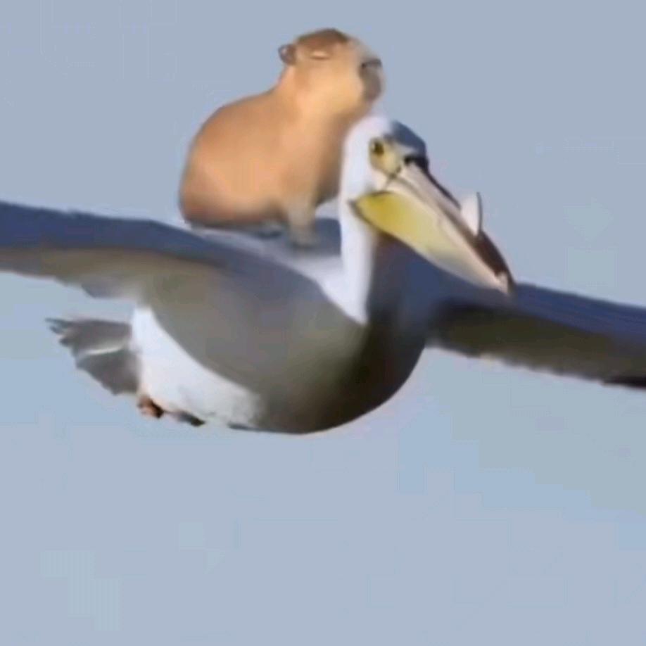 呜呜伯主席