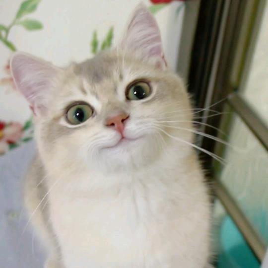 七饼