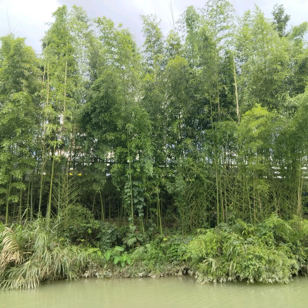 🙏🙏🙏感恩随缘🙏