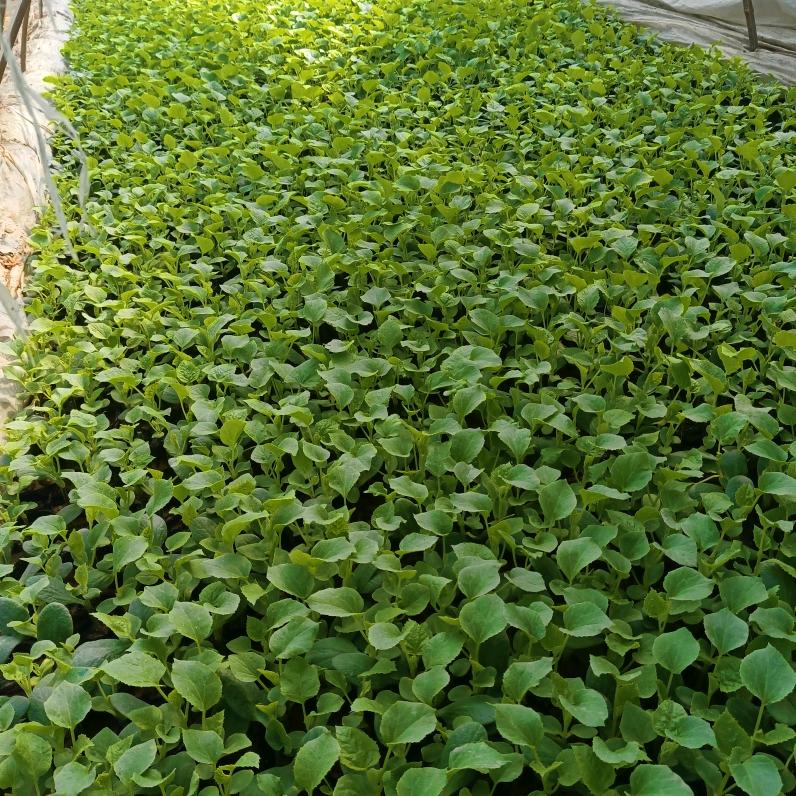 💰༺💰耿保໊ཀྃ玉এ᭄