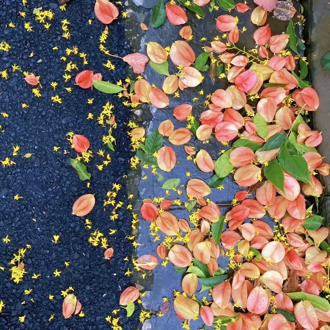 春风十里不如李