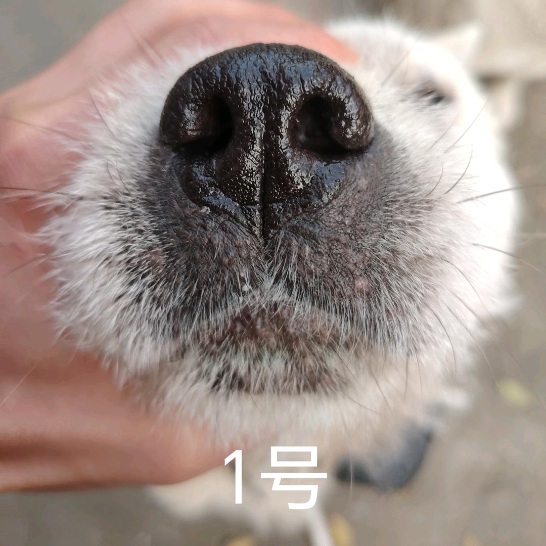 突击大队