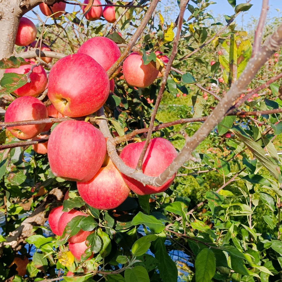 驻马店市经济开发区毅凡水果商行