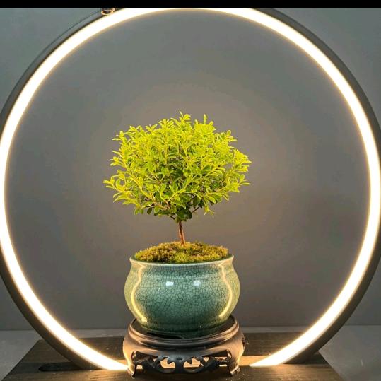 捧在手心里的大西瓜 