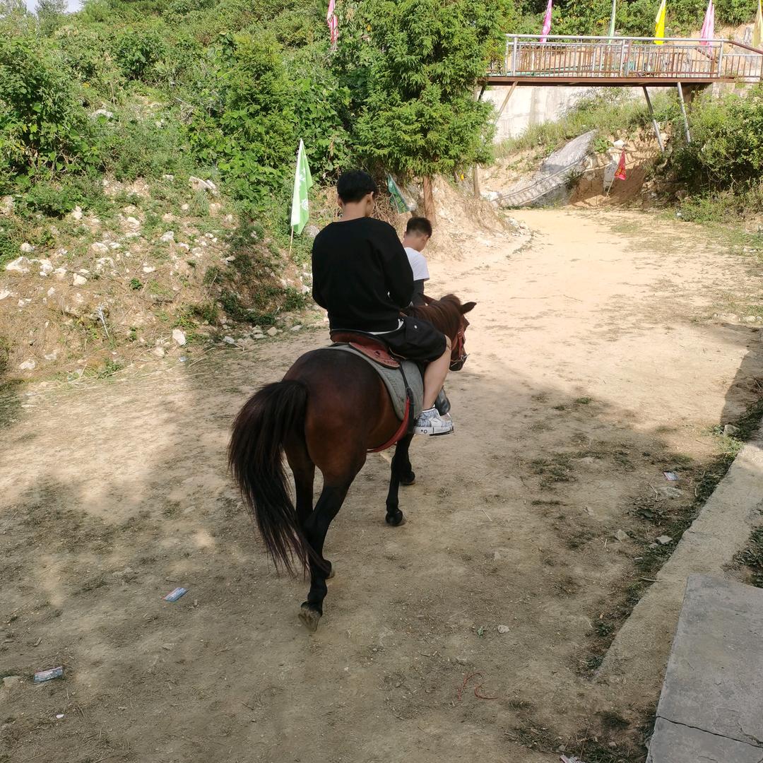 专收跑山牛羊及买卖牛羊肉姚桃林