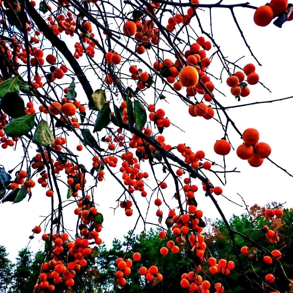 ，元宇宙，阿鑫！