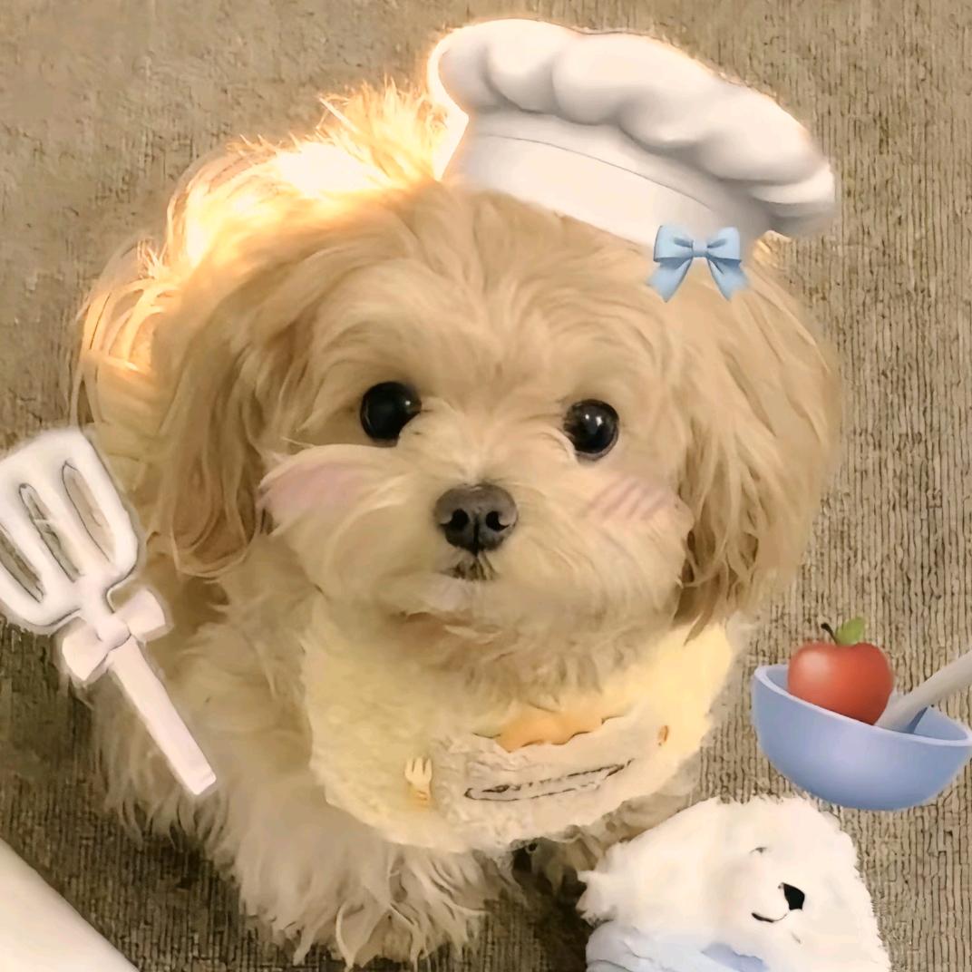 芝士小丸子🧀