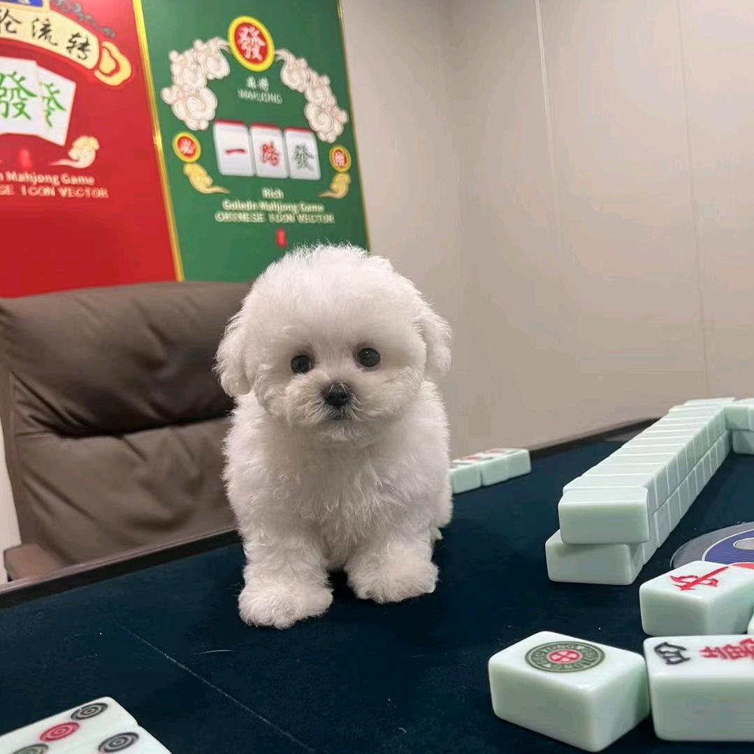 比熊幼犬