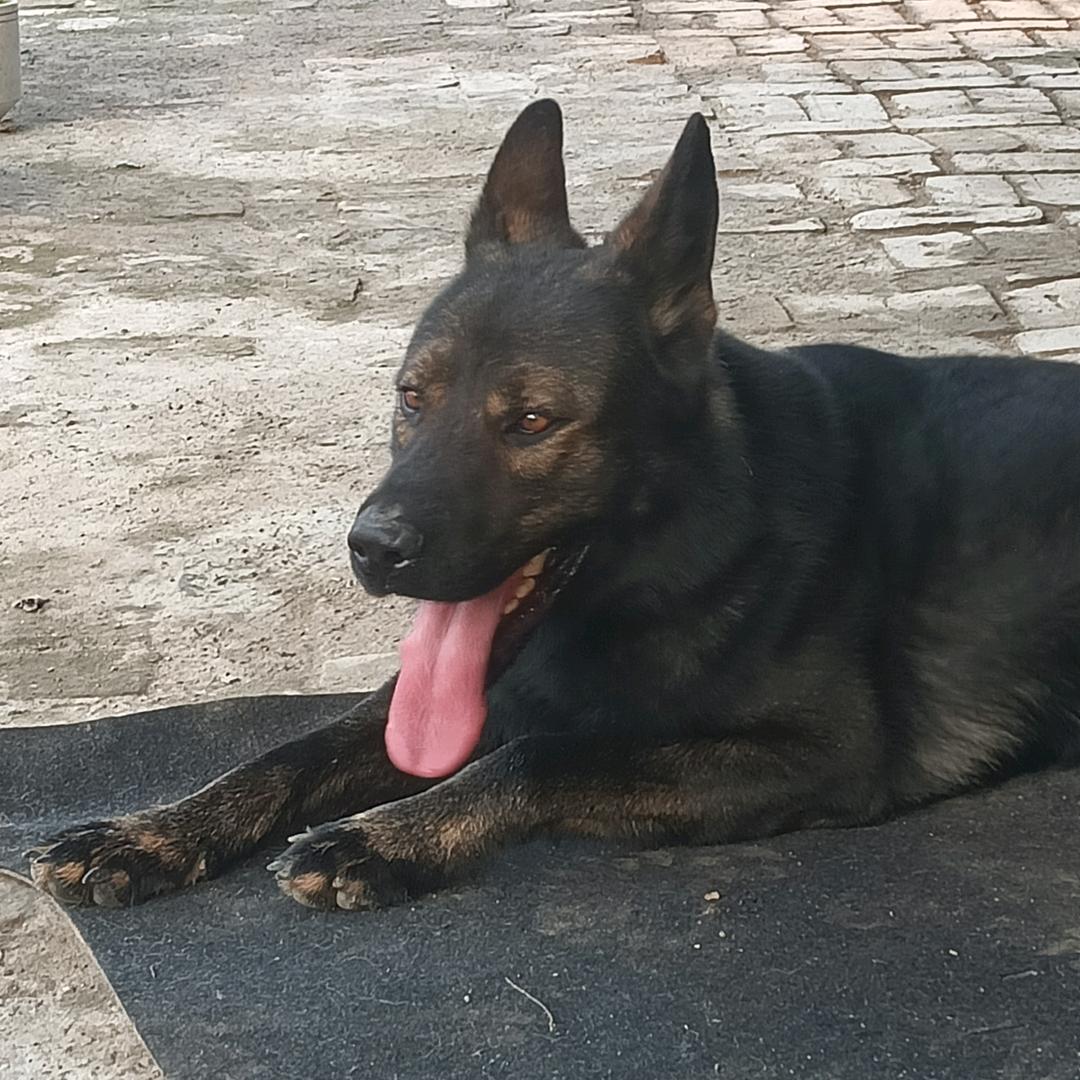 元朋宠物服务有限公司《宠物寄养》