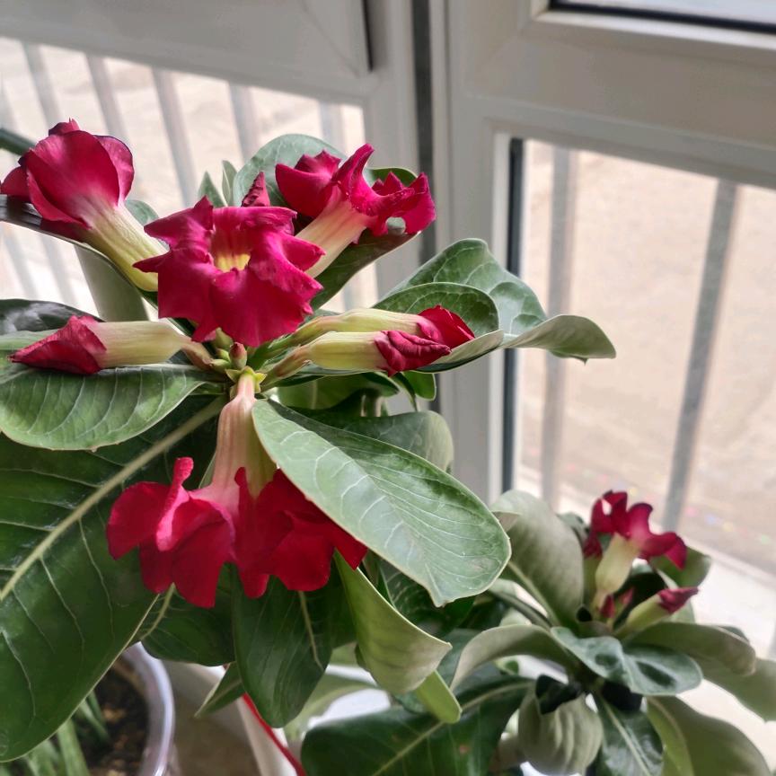 🌺🌺🌺花好月圆🌺🌺🌺