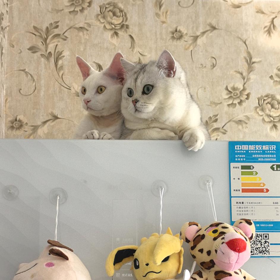 慕梓