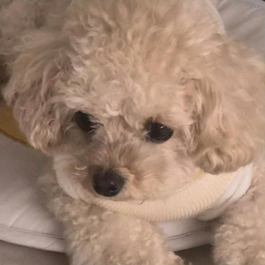 京畿道鹿Noori🌻